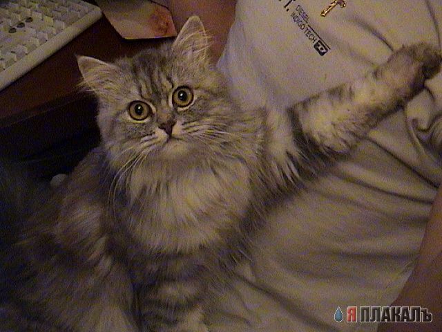 Коты, кошки, котята