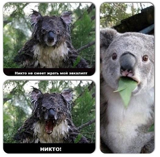 Коала плачет