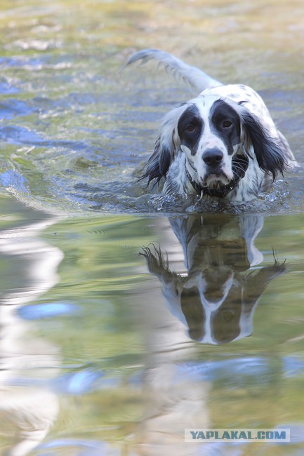 Собакочетверг