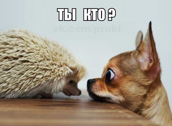 Веселые картинки