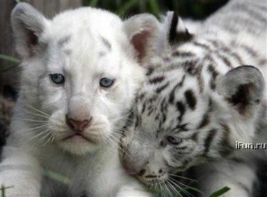 Белые тигрята