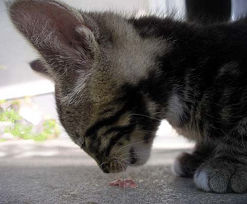 Котёнок