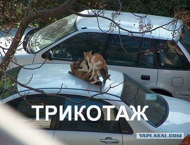 Весёлые картинки