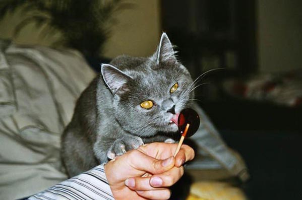 Народный котомет на фторинег
