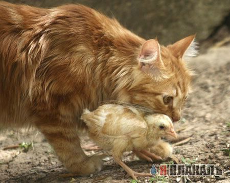 Коты, кошки, котята