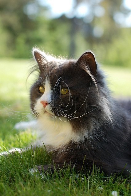 Коты из сети