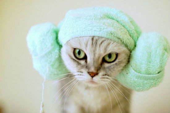 Коты из сети