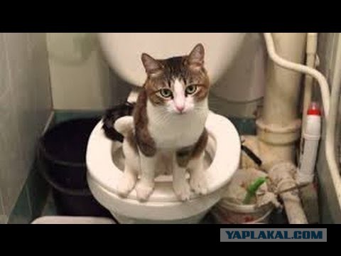 Как я коту вход в туалет пропилил