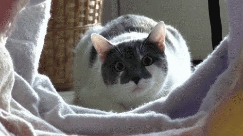 Коты и Кошки
