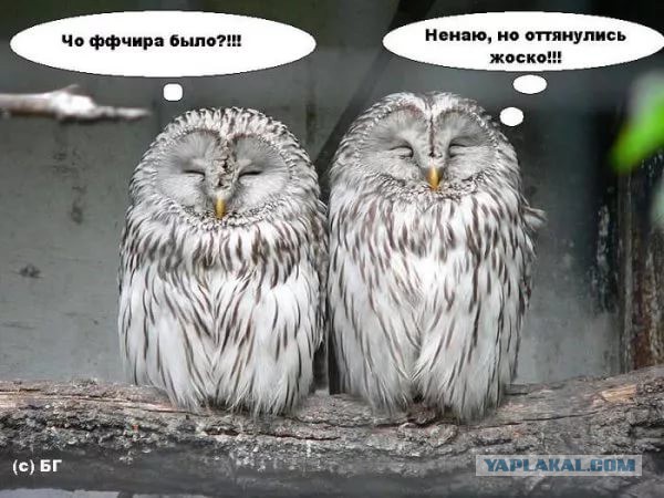 Совы - они же шикарные! "Почти как кошки, только птицы"
