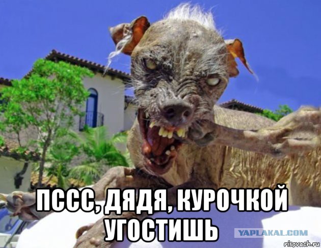 Милая собачка