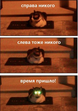 Прикольных котов пост