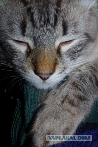 Котовторник на ЯПлакалъ (10.06.08), прикольные коты, добавляем свои!