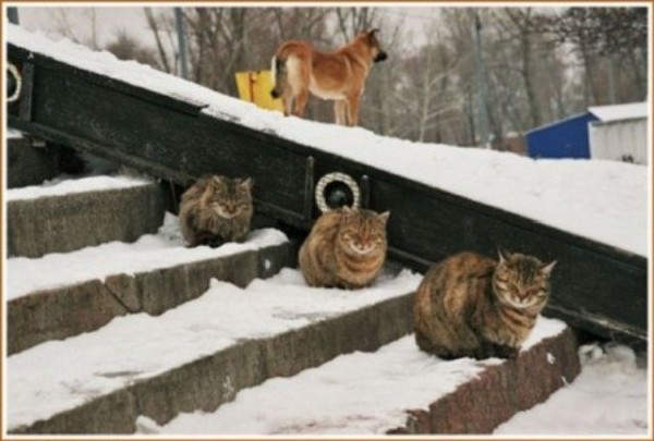 Коты на вторник на ЯПлакалъ (07.10.2008)