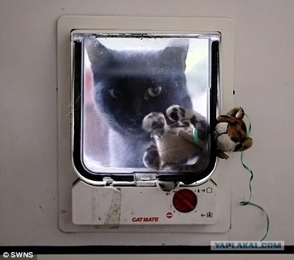 Кот-клептоман