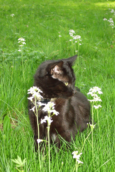 Котовторник, Весна, Цветы!