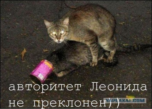 Кошачье городское поселение