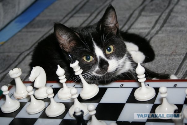 Котовторник уже сегодня!