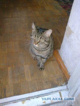 Супер-котофото на котовторник