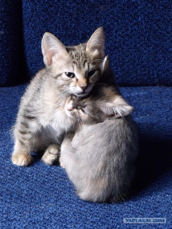 Котовторник 20.03.2012