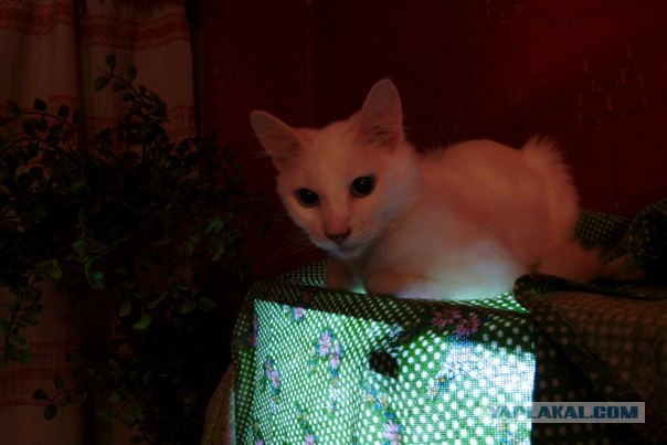 Котовторник 17.04.2012