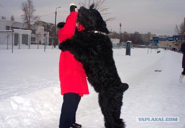 Самые большие собаки