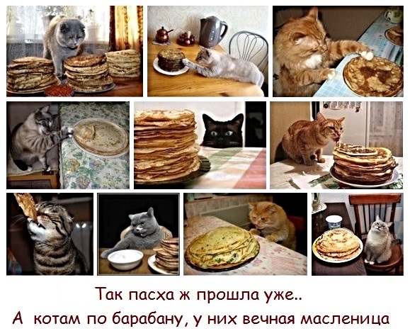 Картинки с котами и про котов