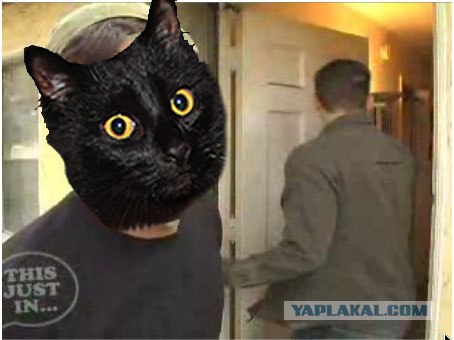 Эпичный кот