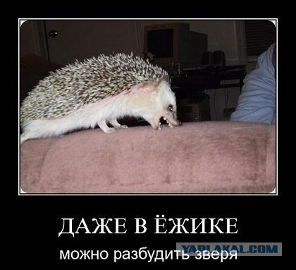 Ёжик! Вызываю тебя!
