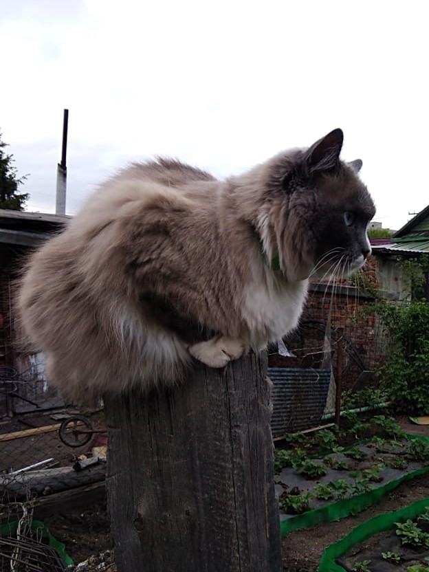 А котовторник уже начался?