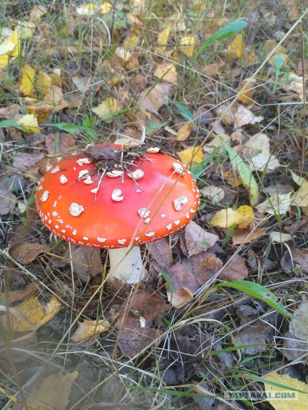 По грибы