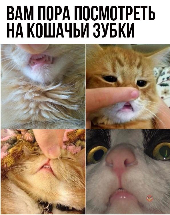 Так себе картинки 19.07.22