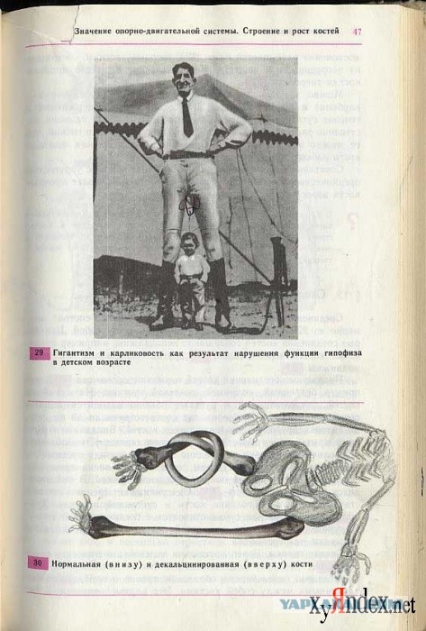 Школьные фотожабы