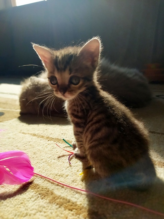 Ночной кошмар на мягких лапах.