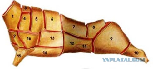 Голая модель автобусом добирается на работу ...