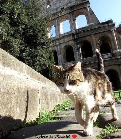 Кошки на развалинах города Помпеи