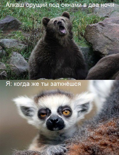 Веселое настроение в картинках