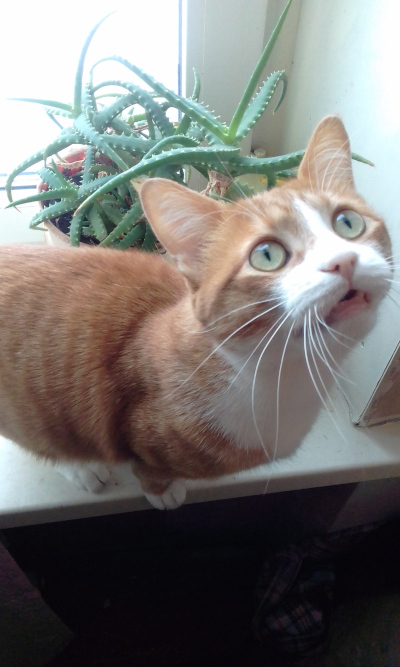Котовторник 24.02