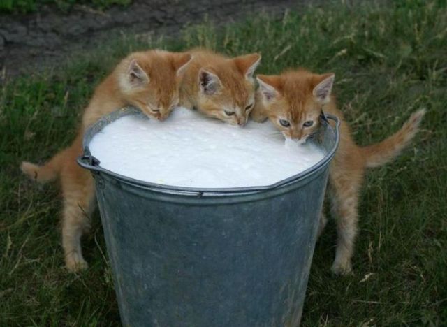 Мне два ведра кошек, пожалуйста...