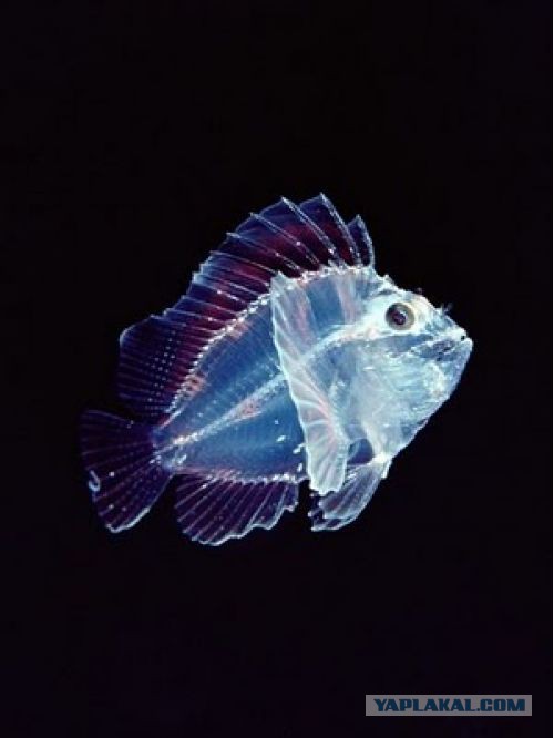 Марианская впадина