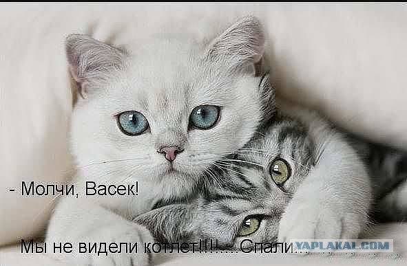 25 котофотоприколов.
