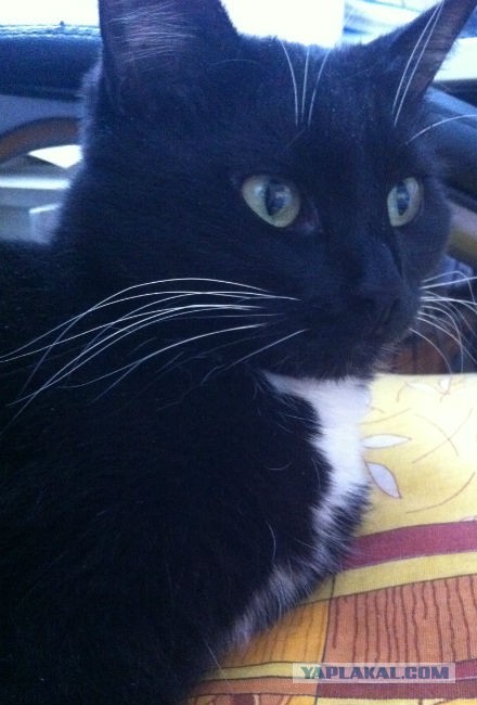 Котовторник 12.03.13