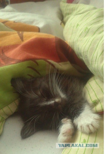 Котовторник 09.06.2015