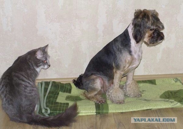 Как кошка с собакой?