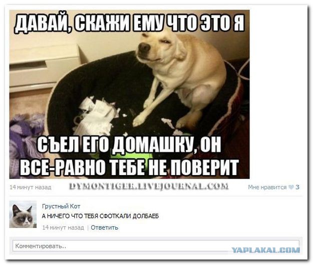 Смешные комментарии из социальных сетей 11.09.15