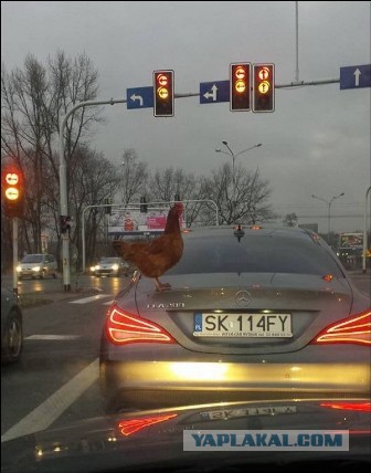 Разные картинки