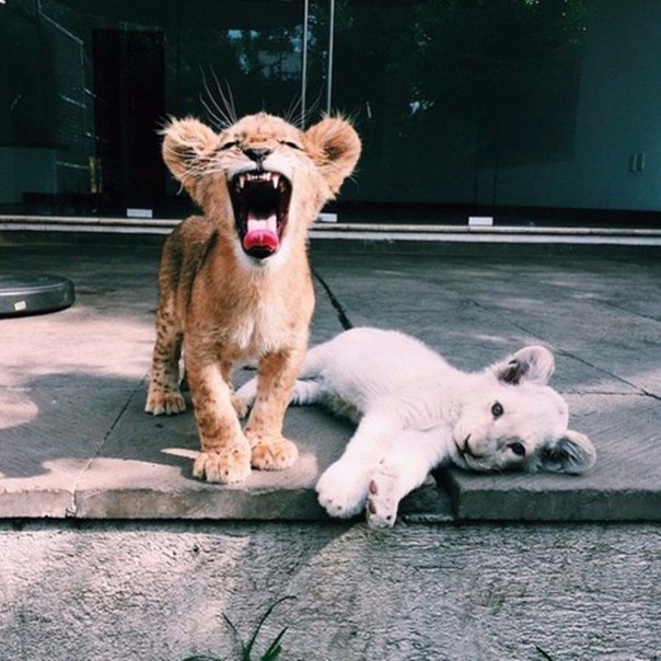 Подборка забавных картинок