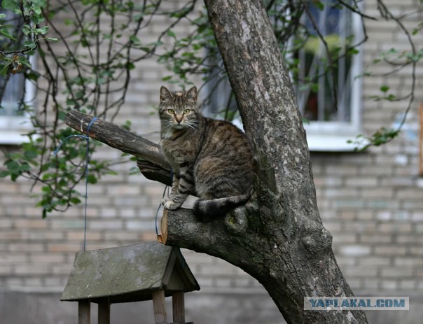 Котовторник 31.05.2016
