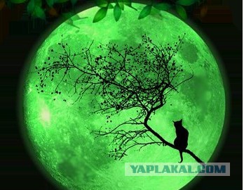 Юкка: уход и размножение