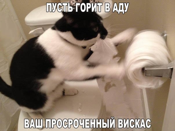 Прикольные животные